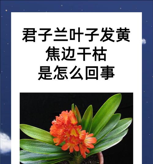君子兰的球怎么弄？如何正确处理和种植君子兰的球？