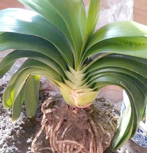 君子兰的球怎么弄？如何正确处理和种植君子兰的球？