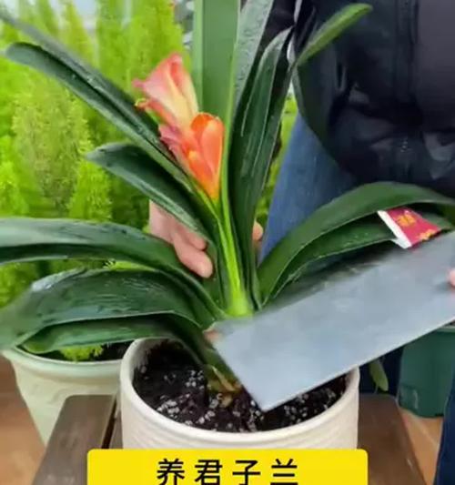 君子兰的球怎么弄？如何正确处理和种植君子兰的球？