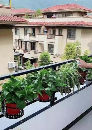 阳台护栏养花什么花？适合在护栏上种植的花卉有哪些？