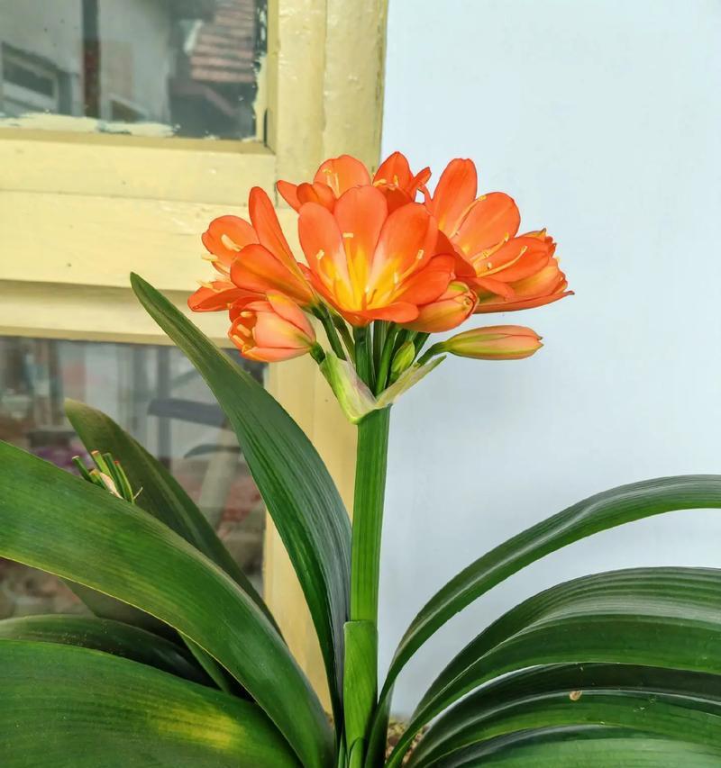 客厅适合种植哪些品种的君子兰？