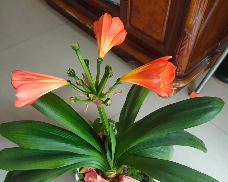 客厅适合种植哪些品种的君子兰？