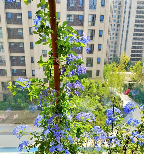 阳台花卉枯萎的原因？如何避免？
