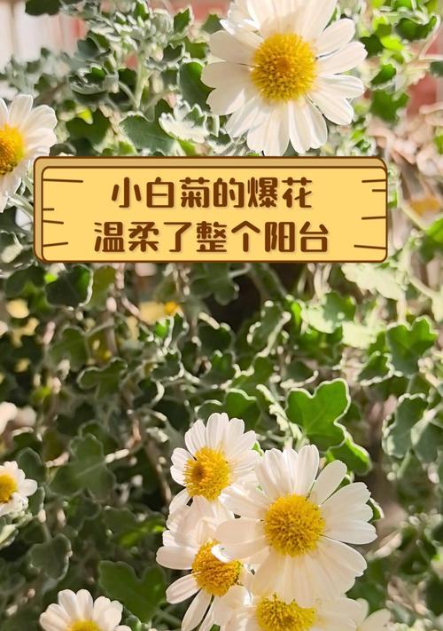 阳台花卉枯萎的原因？如何避免？