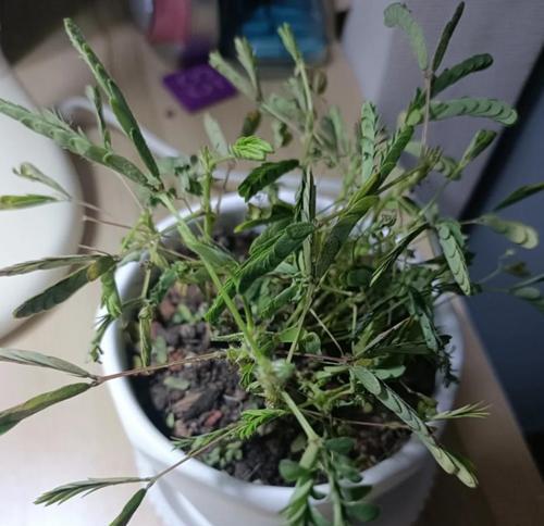 阳台花卉枯萎的原因？如何避免？