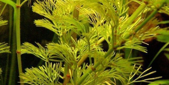 安居地区适宜种植的水生植物种类有哪些？