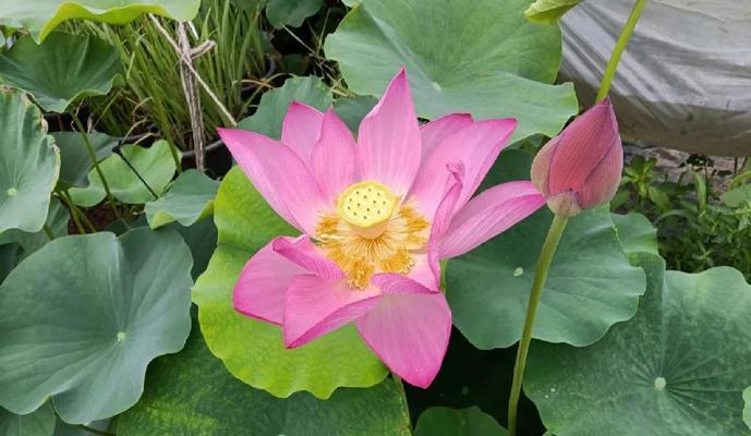 安居地区适宜种植的水生植物种类有哪些？