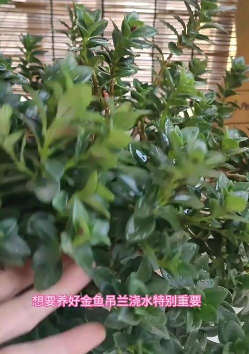 金鱼花浇水需要注意什么？