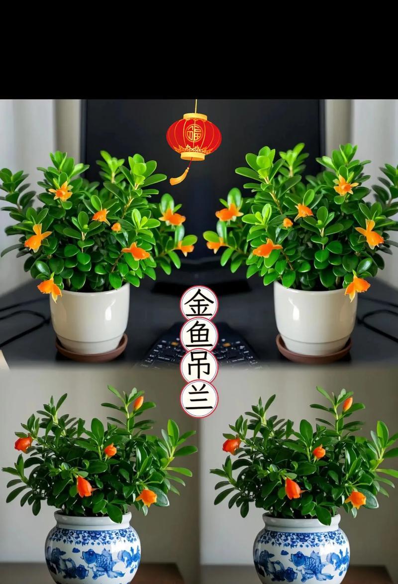 金鱼花浇水需要注意什么？