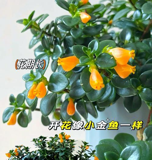 金鱼花浇水需要注意什么？