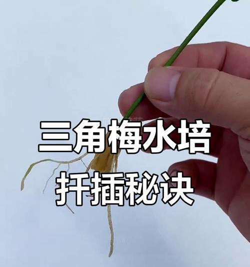 三角梅扦插提高成活率的技巧是什么？
