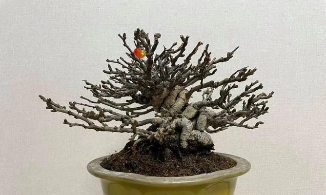 如何将微型盆景养得更加茁壮？
