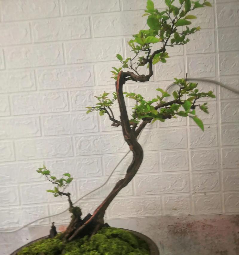 如何将微型盆景养得更加茁壮？