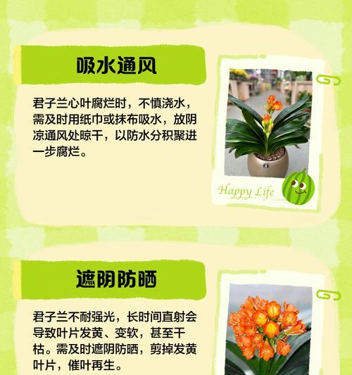君子兰加芯的正确方法是什么？有哪些注意事项？