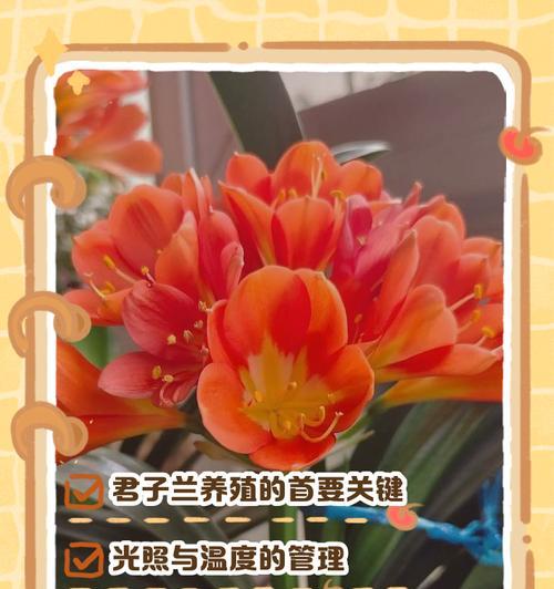 君子兰加芯的正确方法是什么？有哪些注意事项？