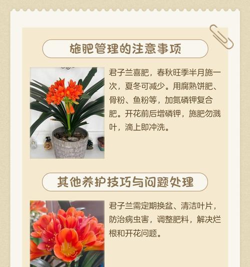 君子兰加芯的正确方法是什么？有哪些注意事项？