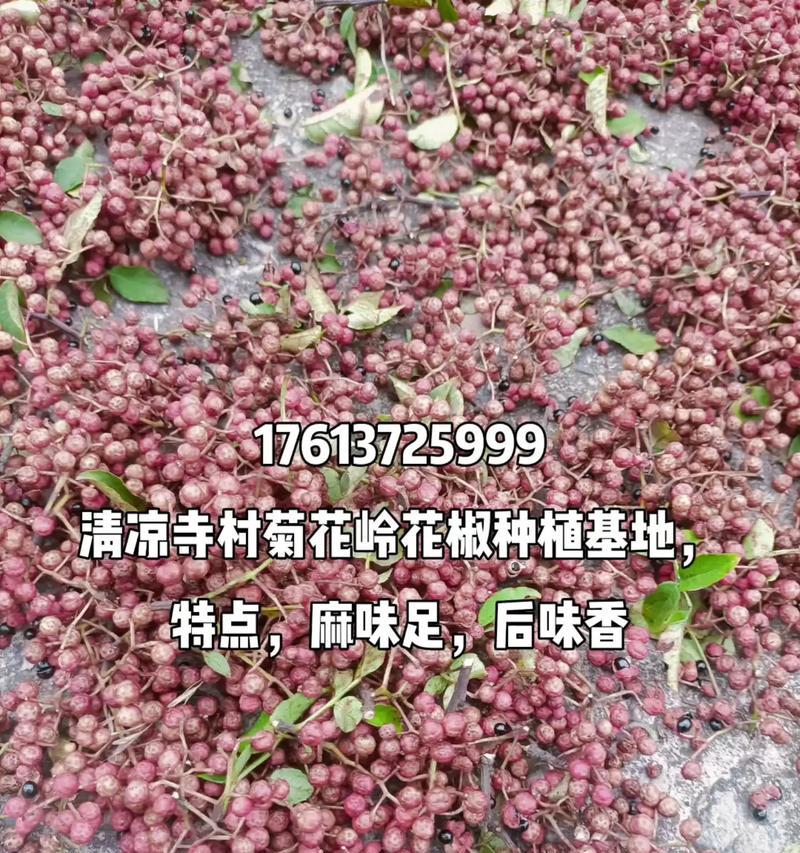 川椒的最佳播种时间是什么时候？