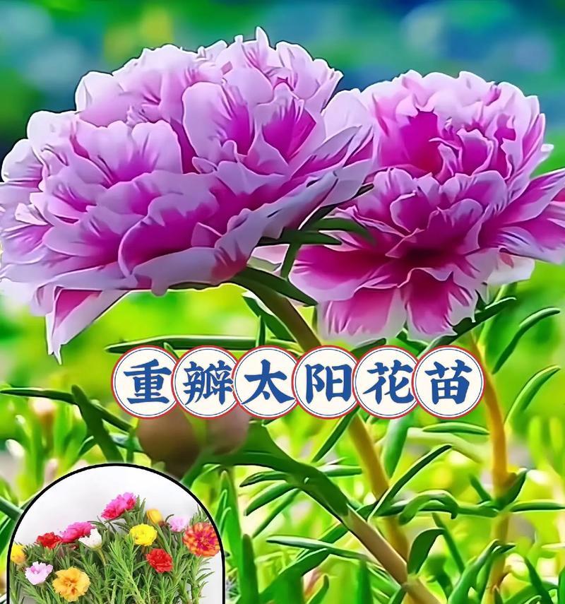 向阳花语有何含义？向阳花象征着什么？