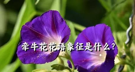 牵牛花的寓意句子是什么？牵牛花象征着什么？