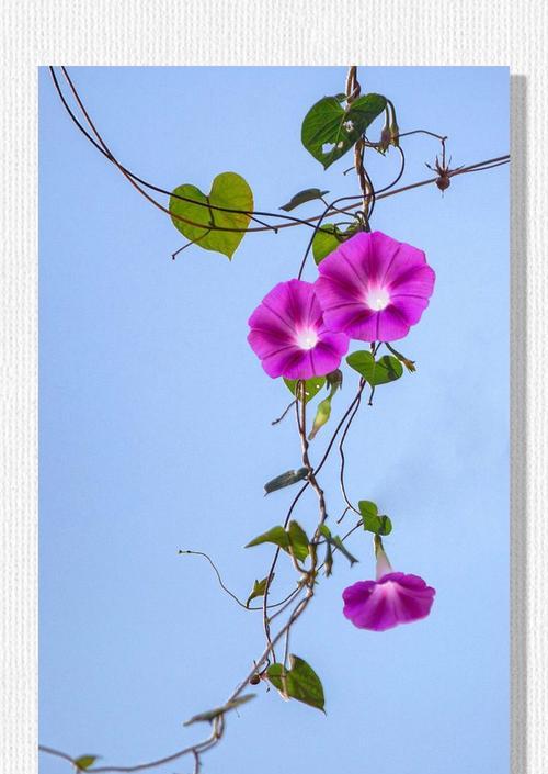 牵牛花的寓意句子是什么？牵牛花象征着什么？