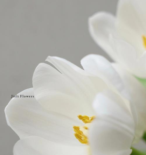 白色郁金香花语有何含义？白色郁金香的养护要点是什么？