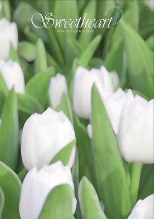 白色郁金香花语有何含义？白色郁金香的养护要点是什么？