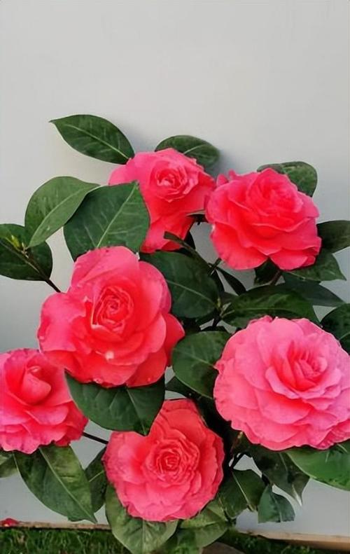室内养寓意好的花有哪些？