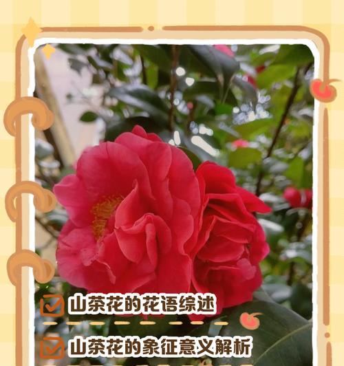 阿曼达花的寓意是什么？阿曼达花在不同场合的使用意义是什么？