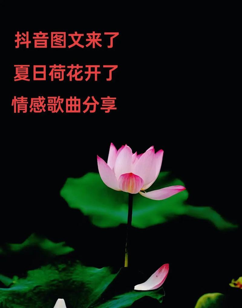 荷花的花语具体是什么？