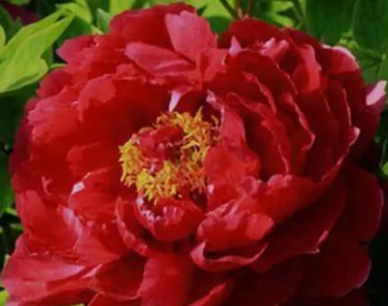 红色牡丹花代表什么？红色牡丹的花语有哪些？