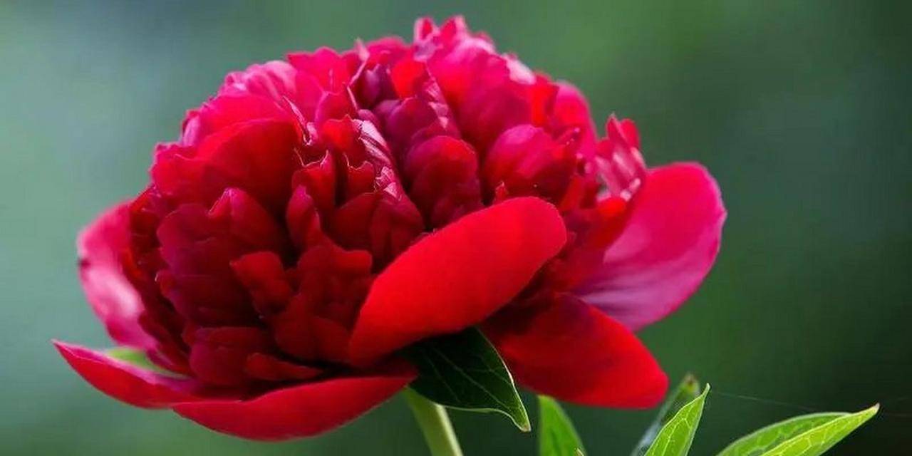 红色牡丹花代表什么？红色牡丹的花语有哪些？
