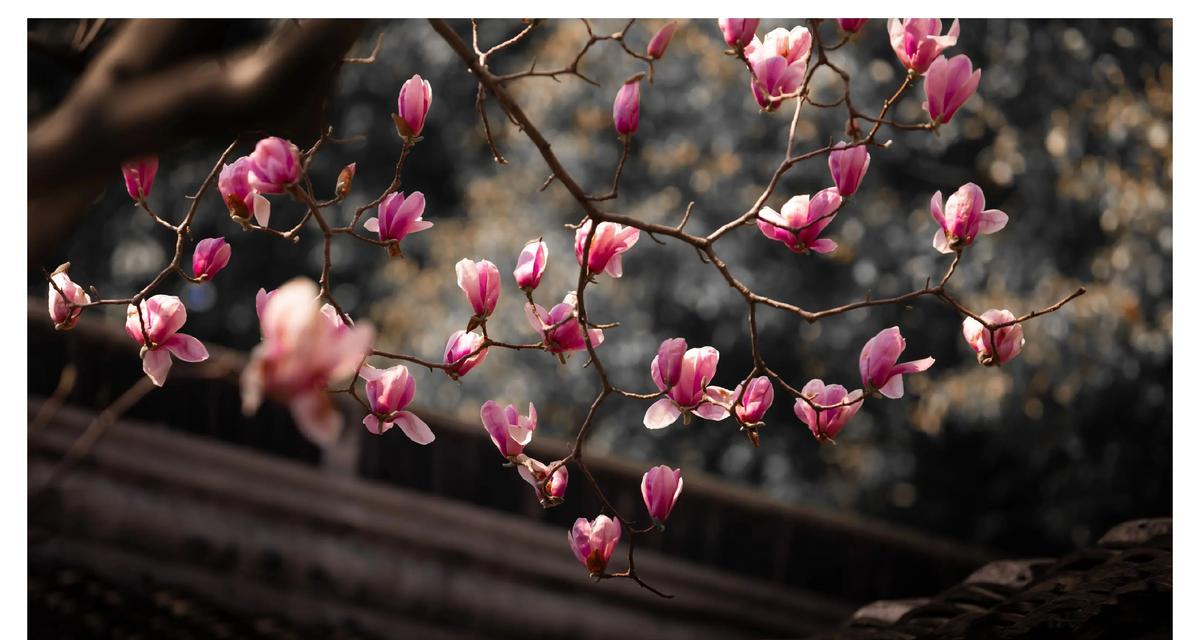秋天象征友谊的花有哪些？它们的花语是什么？