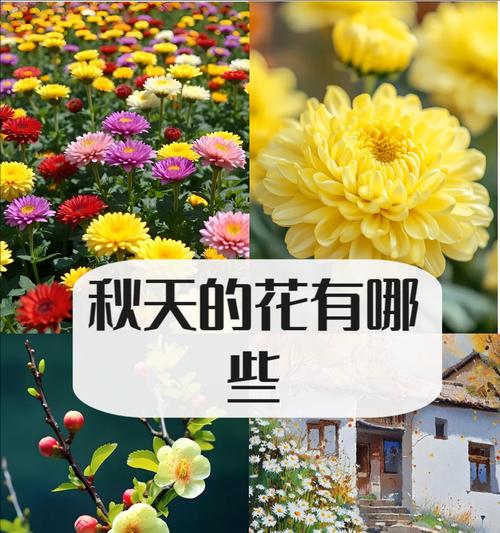 秋天象征友谊的花有哪些？它们的花语是什么？