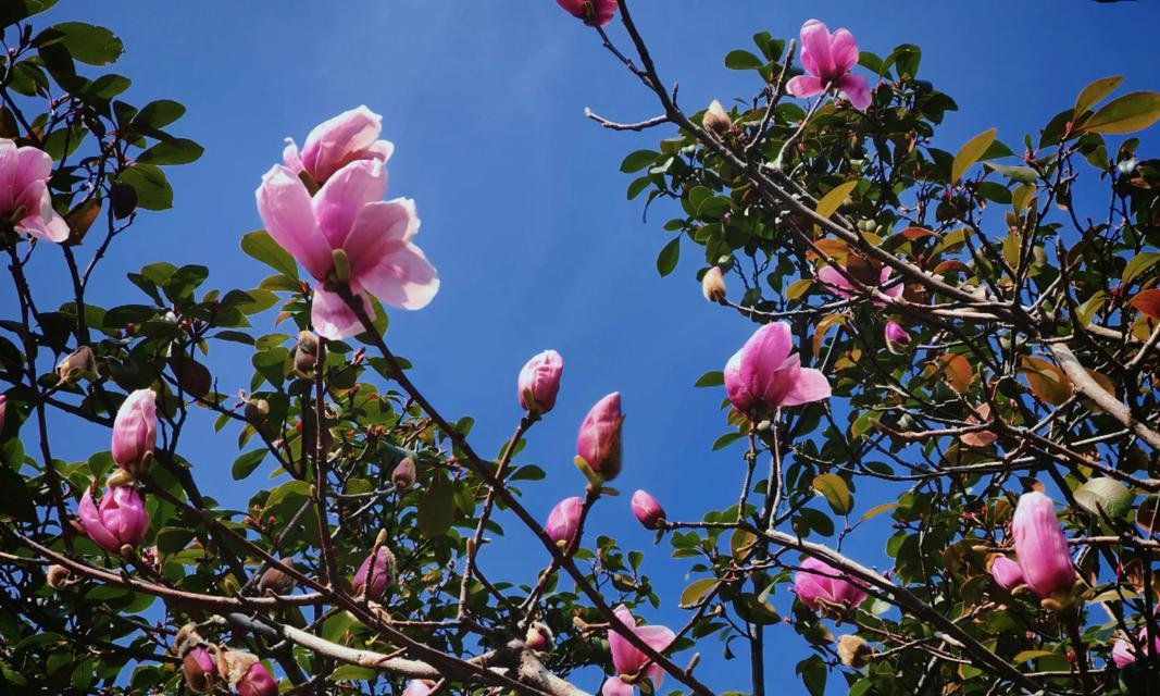 秋天象征友谊的花有哪些？它们的花语是什么？