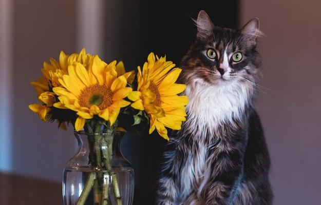 如何用花表达对猫的喜爱？哪些花寓意有猫？