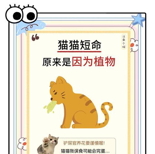 如何用花表达对猫的喜爱？哪些花寓意有猫？