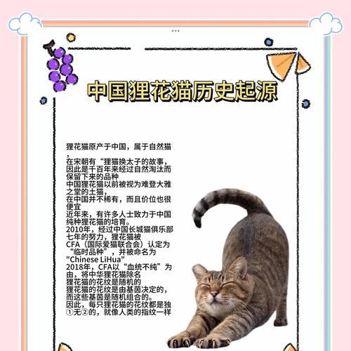如何用花表达对猫的喜爱？哪些花寓意有猫？