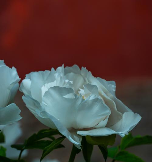 洁白的花朵象征有哪些？