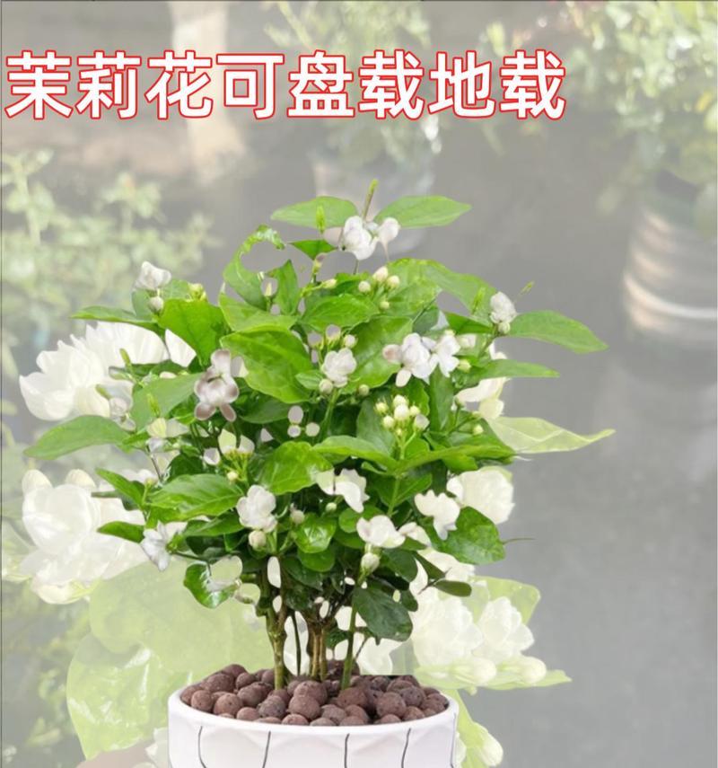 洁白的花朵象征有哪些？