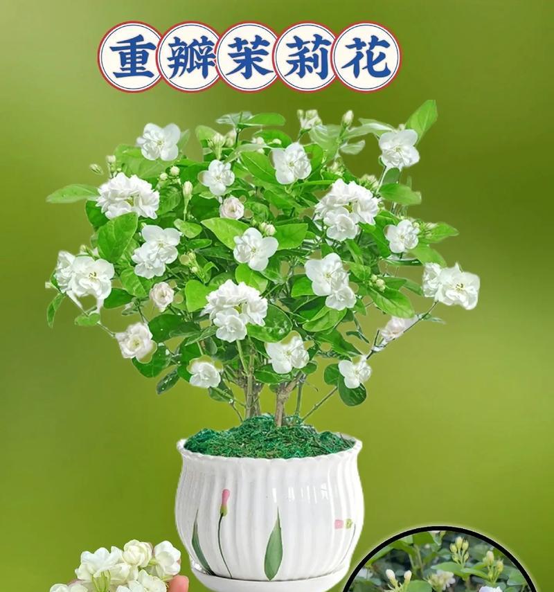 五瓣茉莉花象征着什么？它的文化意义有哪些？