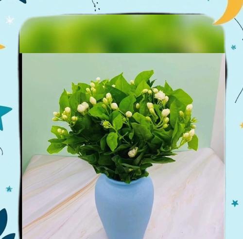 五瓣茉莉花象征着什么？它的文化意义有哪些？