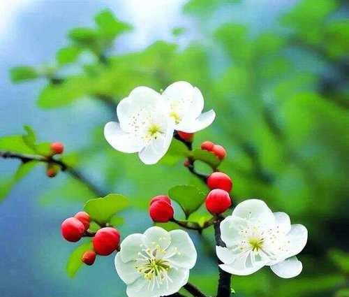 解语花的象征意义是什么？文学和日常用语中解语花的含义是什么？