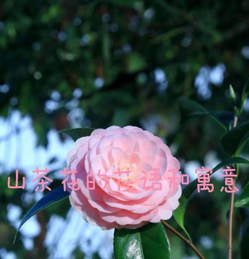 忠洁象征的花有哪些？它们的花语是什么？
