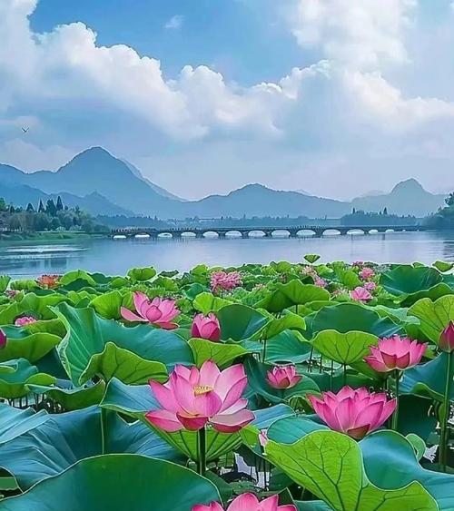忠洁象征的花有哪些？它们的花语是什么？