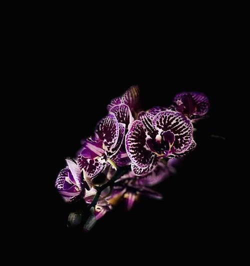 忠洁象征的花有哪些？它们的花语是什么？