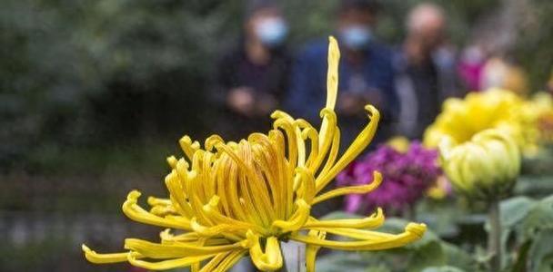 心怡花代表什么含义？心怡花的象征意义是什么？
