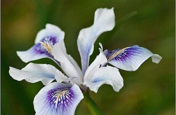 花与蝴蝶的寓意是什么？花和蝴蝶象征着什么？