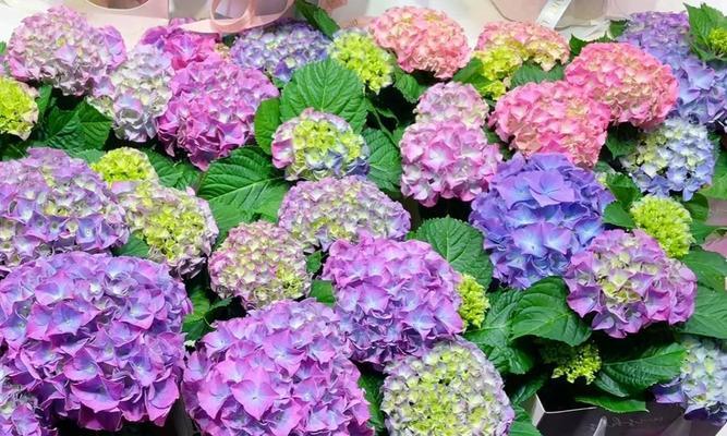 哪种花象征可爱？选择哪种花卉来表达可爱之情？