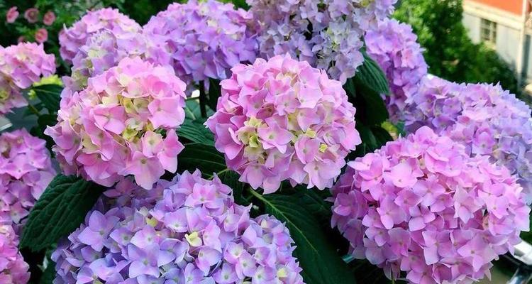 哪种花象征可爱？选择哪种花卉来表达可爱之情？