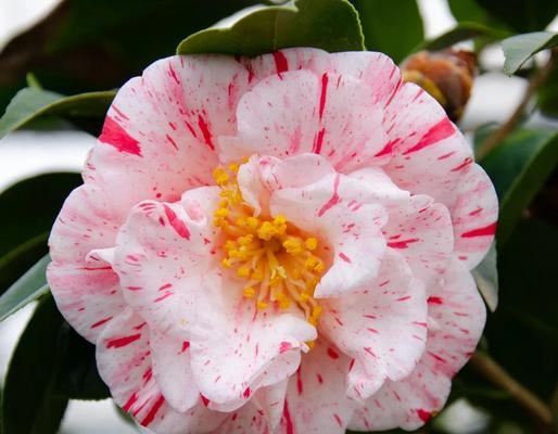 哪种花象征可爱？选择哪种花卉来表达可爱之情？